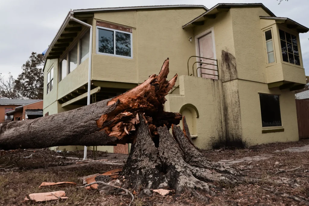 A tree that caused storm damage in Tampa Bay after a hurricane